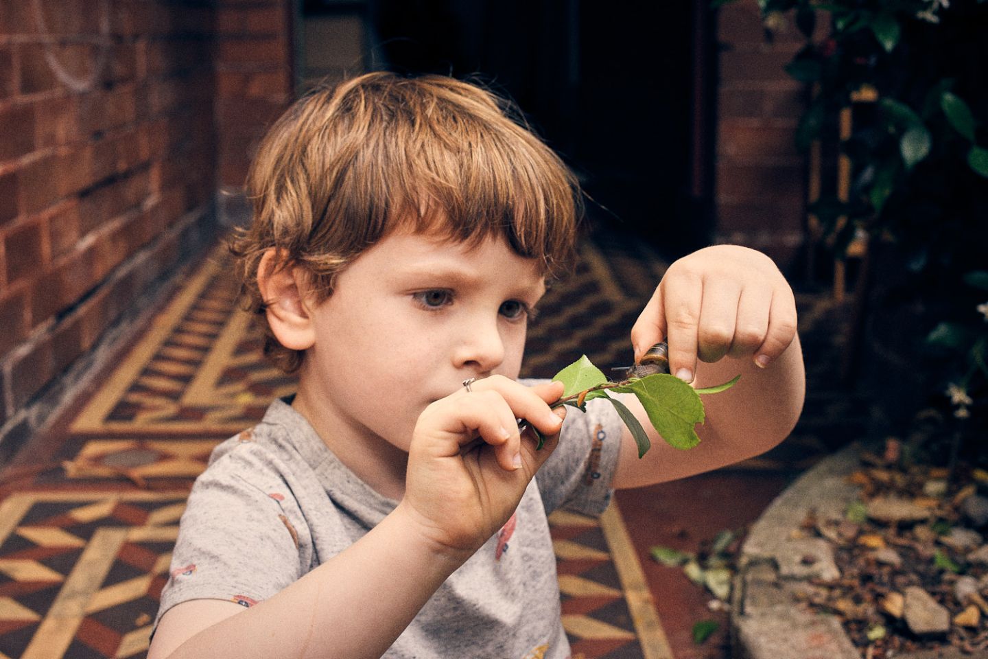 In-home family photos Inner West Sydney A young child carefully helps a snail onto a leaf, in-home family photography.